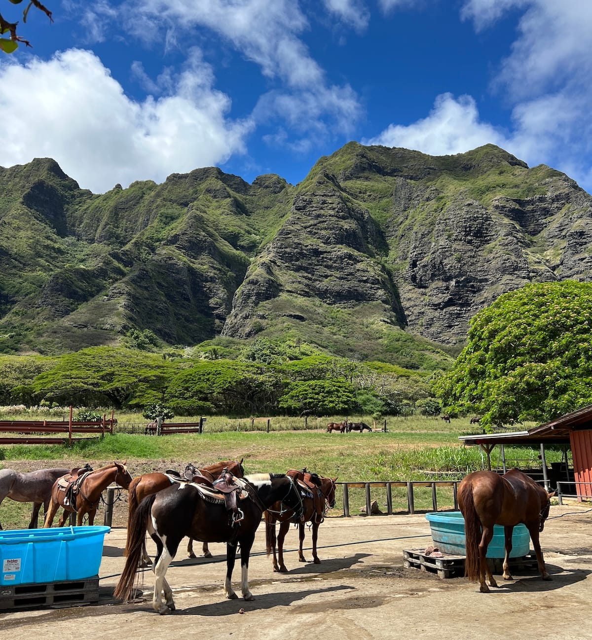 Hawaje po polsku Kualoa Ranch Hawaii