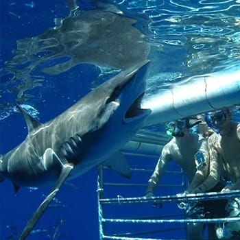 Plywanie-z-rekinami-Hawajsie-wycieczki