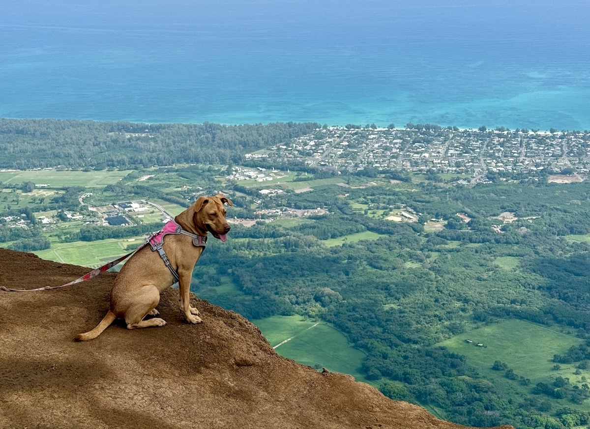 Którą wyspę na Hawajach wybrać? Oahu, Maui, Kauai czy Big Island?